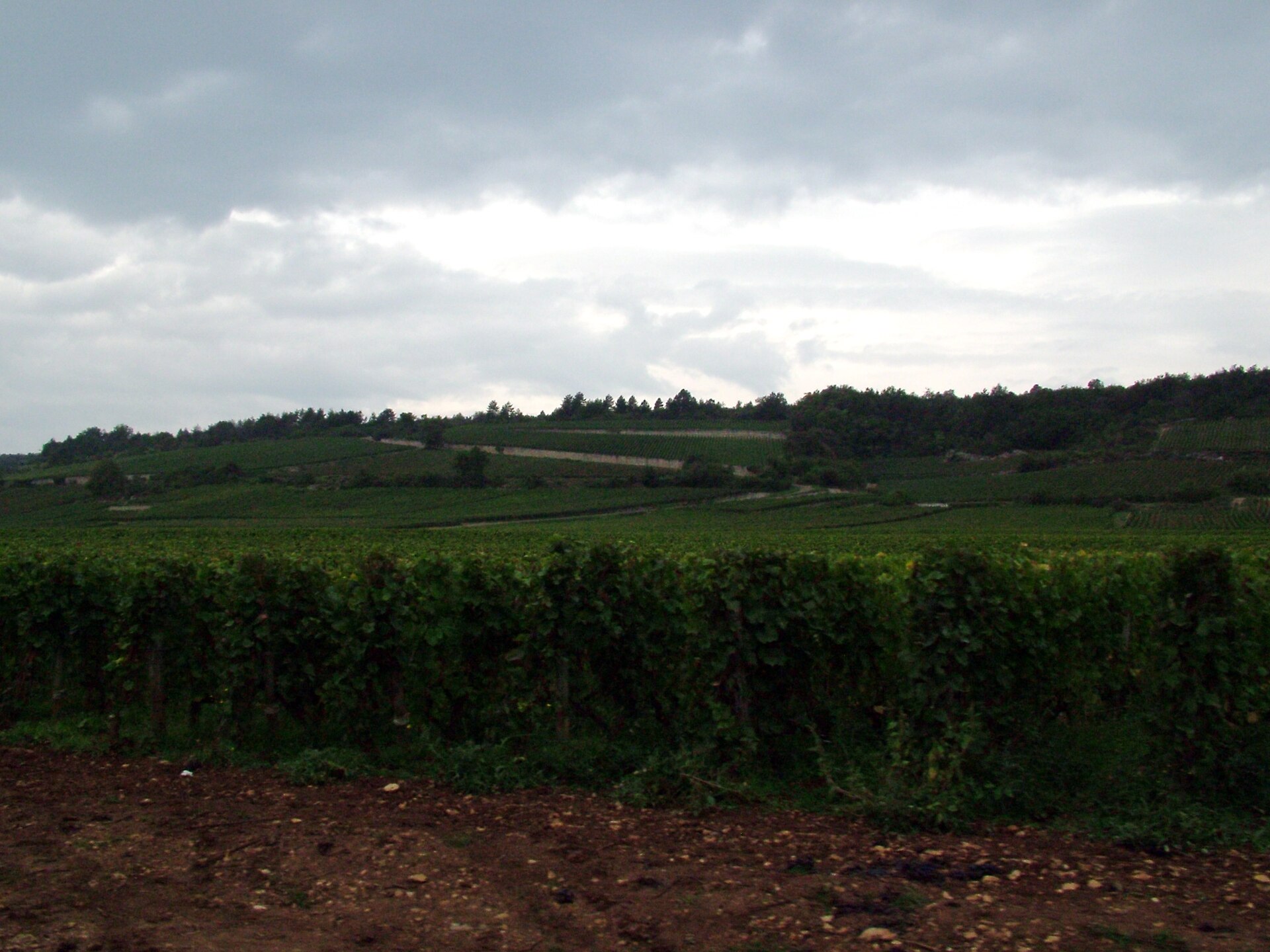 Burgundy vineyard landscape