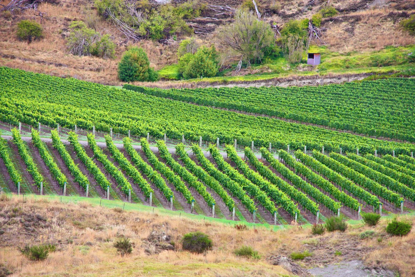 A Central Otago vineyard in the Gibbston valley