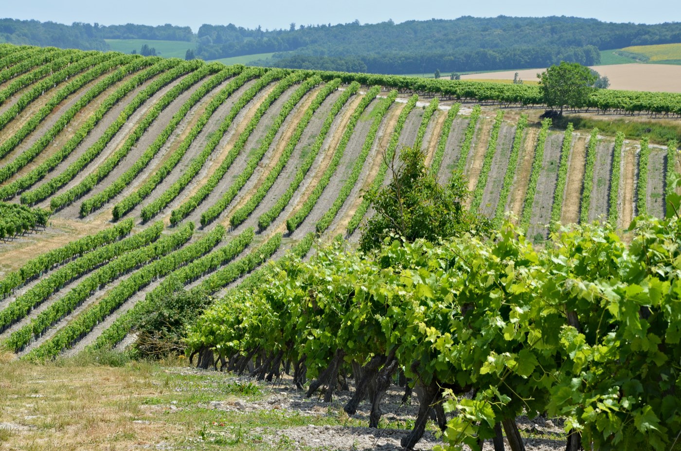 Rows of Champagne vines running down a chalk hillside