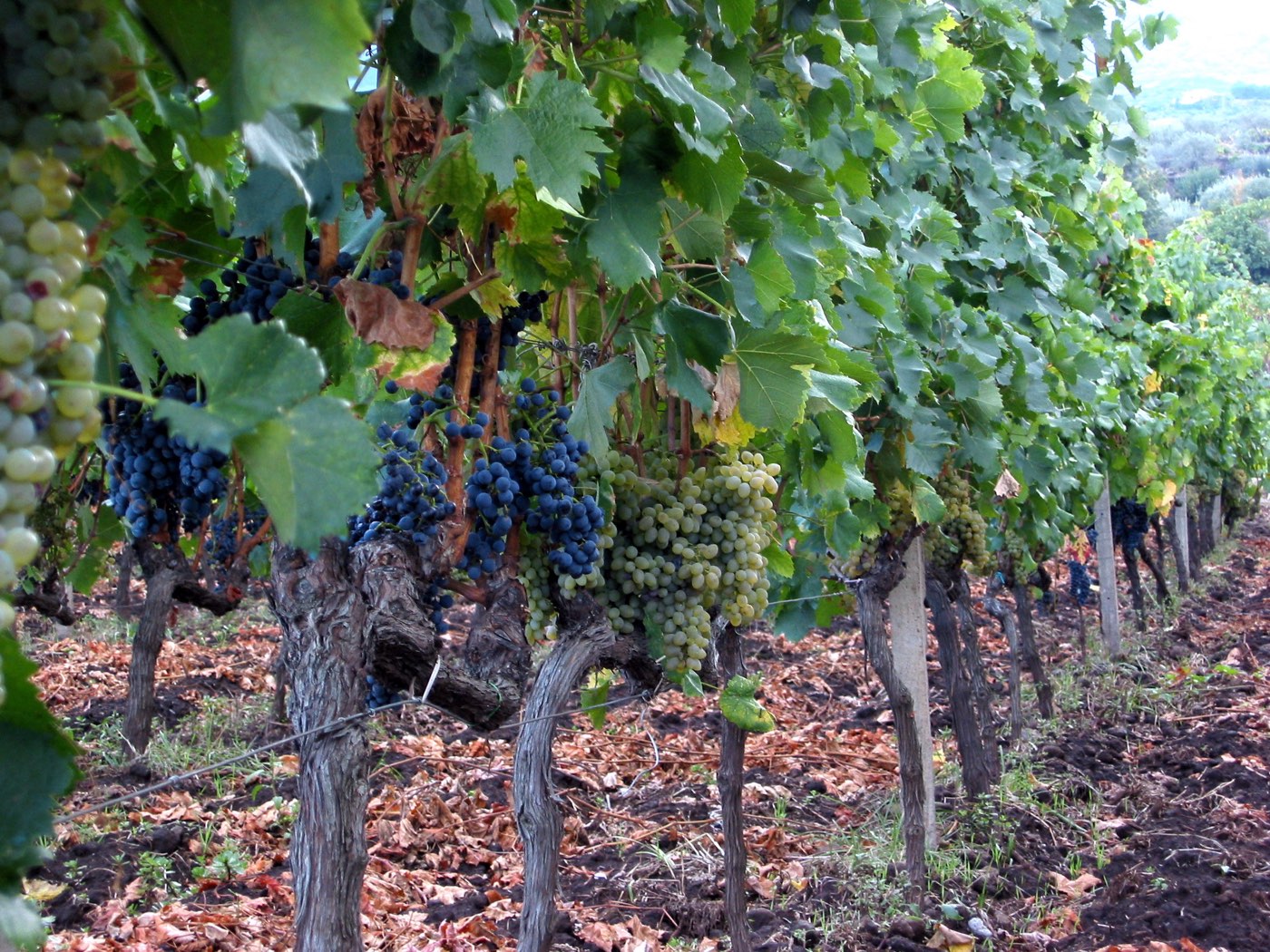 Vines on the volcanic slopes of Etna at Passopisciaro