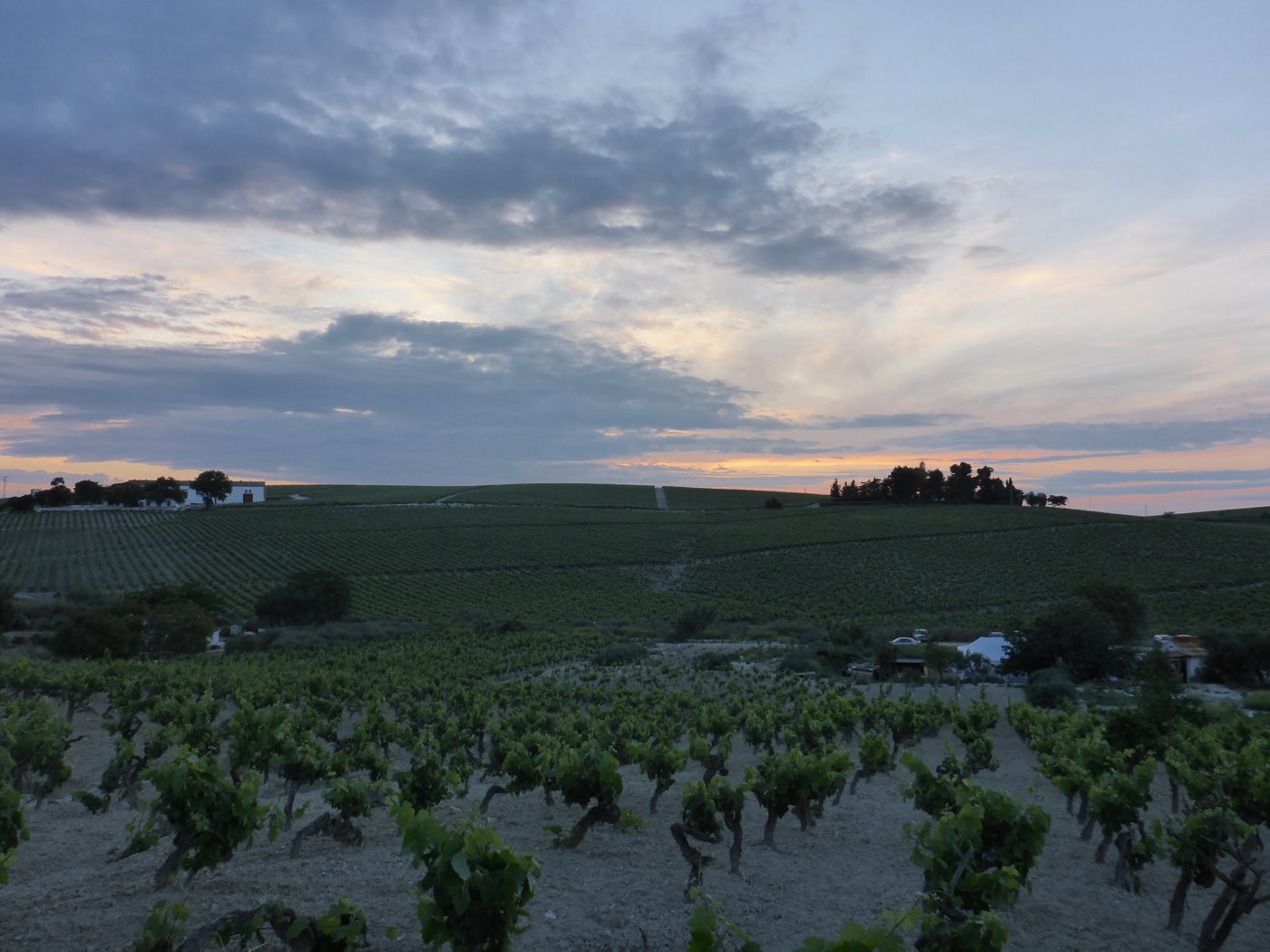 Sunset over vineyards outside Jerez de la Frontera