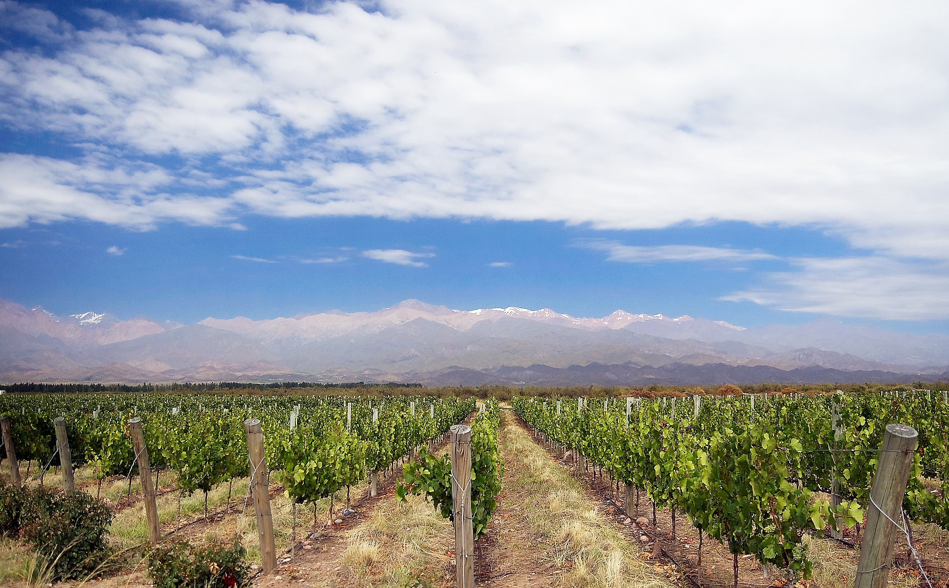 Mendoza vineyard landscape