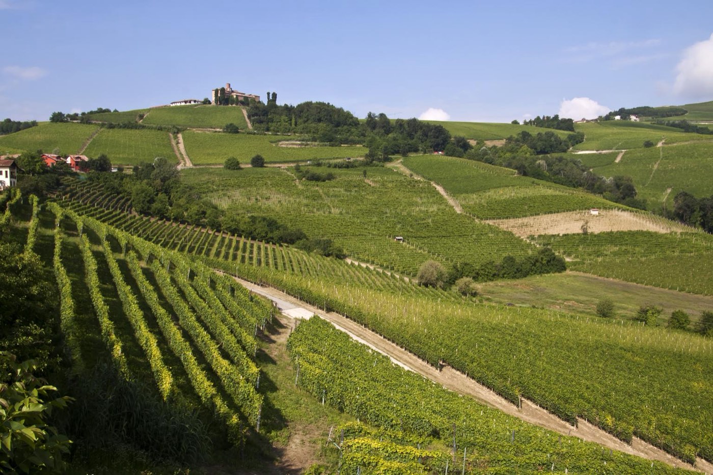 Vine rows across the rolling hills of the Langhe