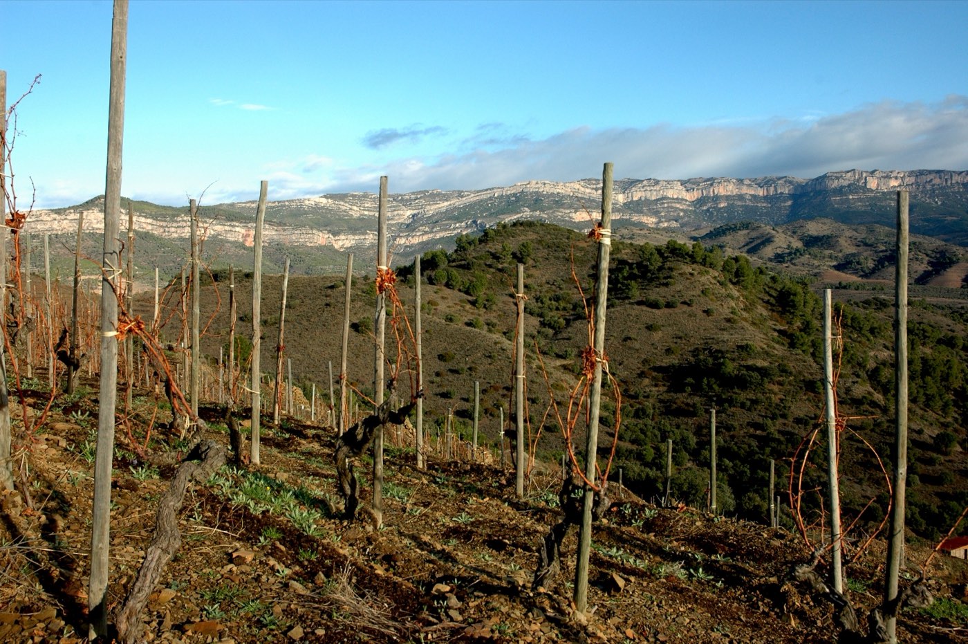 Terraced vines on slate at Gratallops in the Priorat