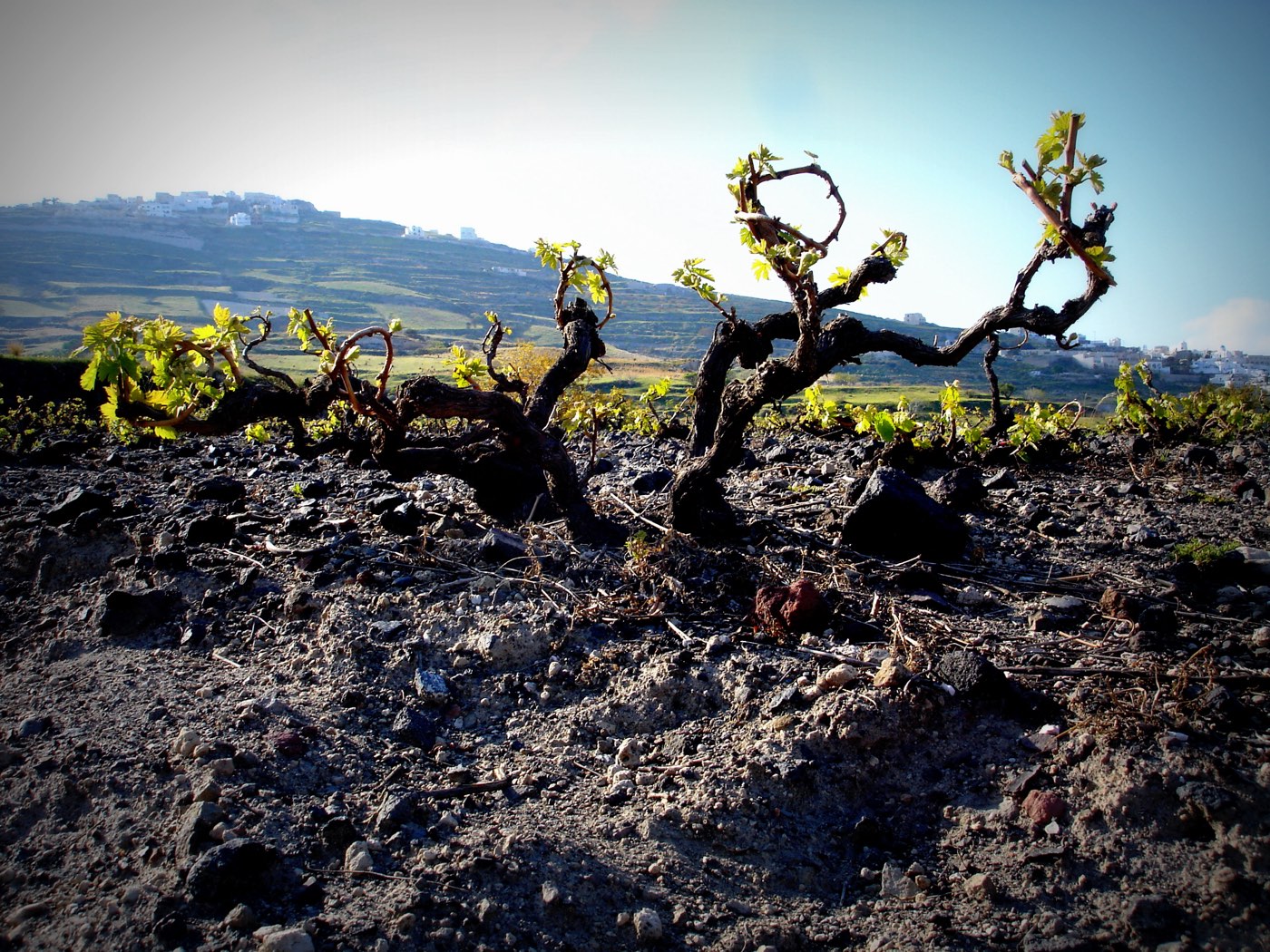 A basket-trained Santorini vine on black volcanic ground