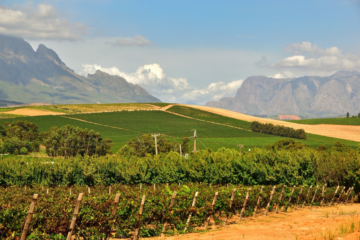 Vineyards below the mountains at Stellenbosch