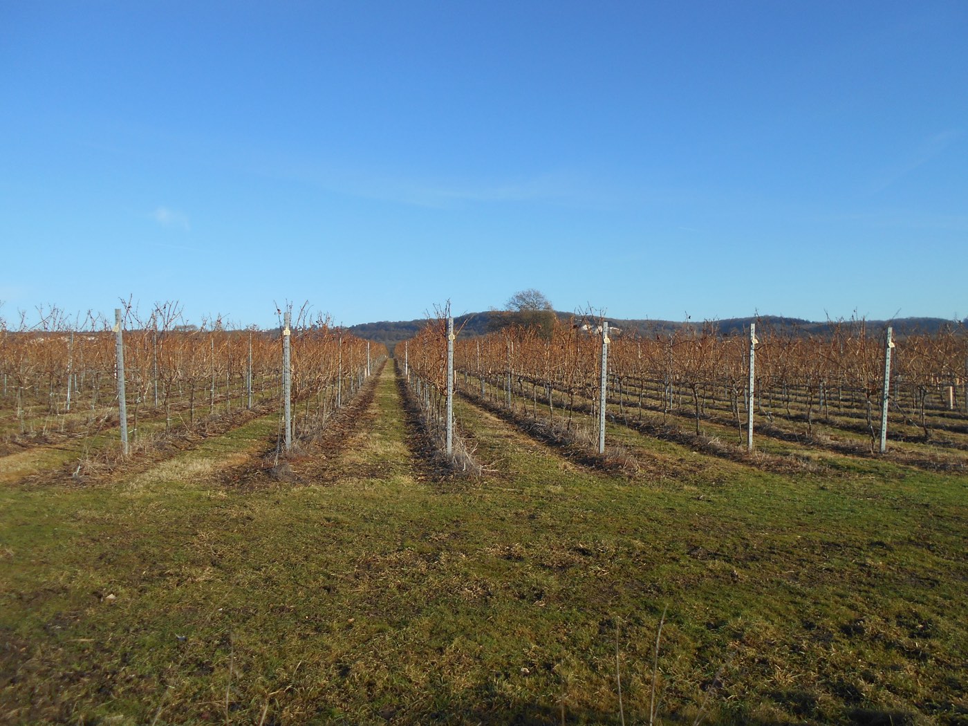 A young vineyard on the North Downs between Eccles and Kit's Coty, Kent