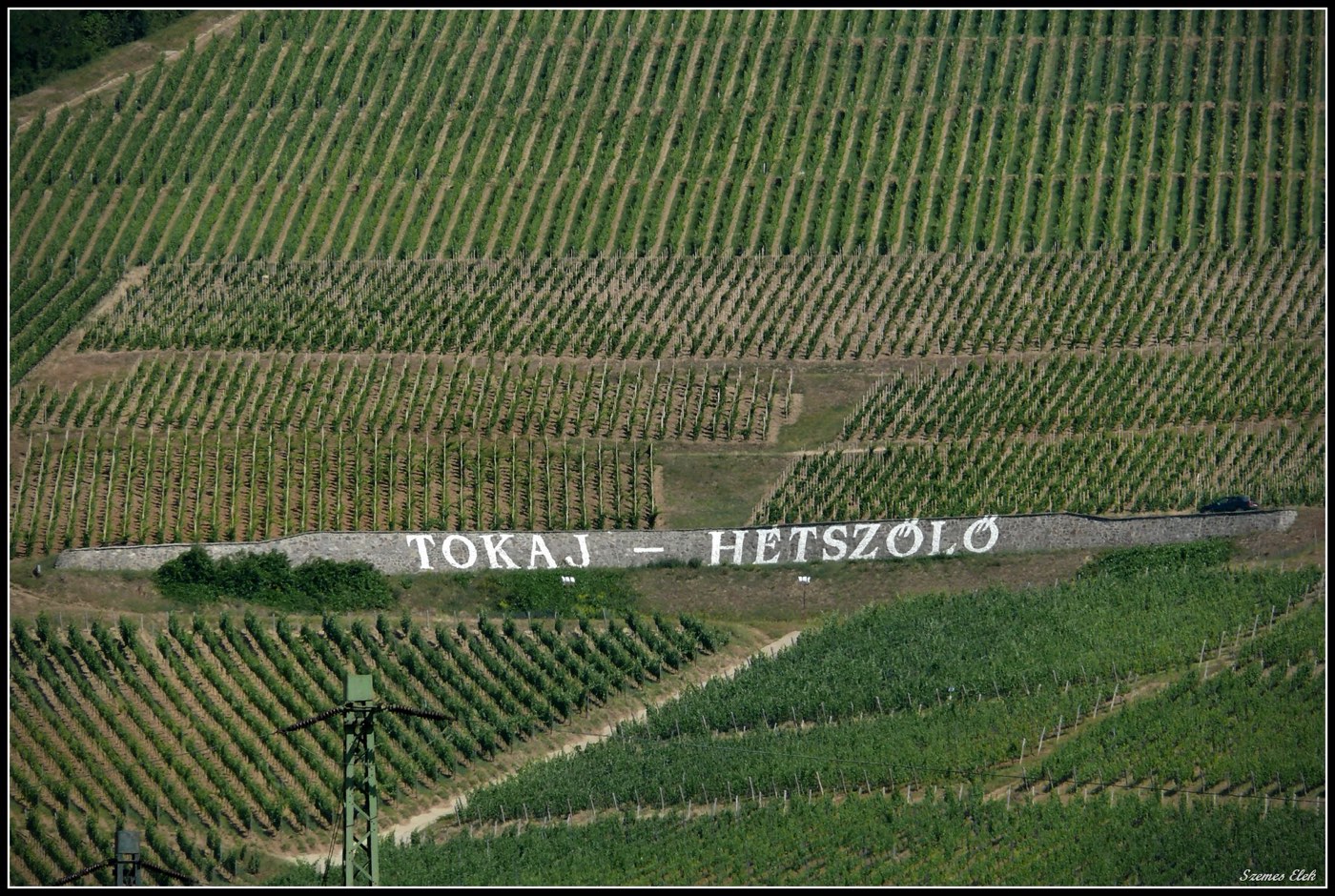 Vineyard rows on the Tokaj hillside